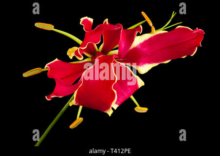 Una gloriosa Lily Foto Stock