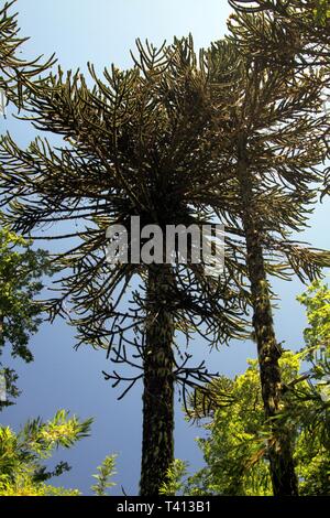 Green araucaria araucana pini di Conguillio NP nel centro Cile contro il profondo blu del cielo senza nuvole Foto Stock