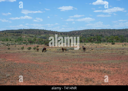 Estate Outback australiano di paesaggio con brumby cavalli selvaggi nel territorio del nord Australia Foto Stock