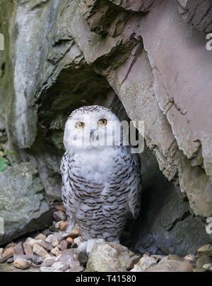 Il gufo di neve - Bubo scandiacus Foto Stock