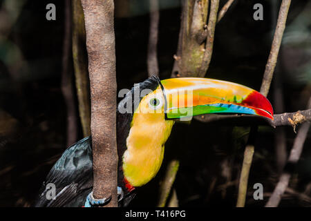 Primo piano di una Rainbow-Tucan in Panama Foto Stock