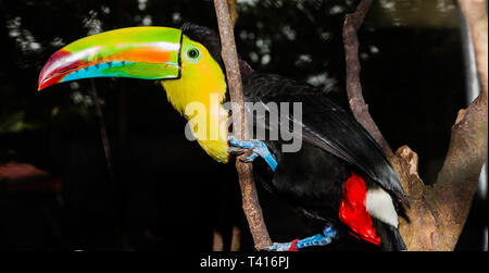 Primo piano di una Rainbow-Toucan in Panama Foto Stock