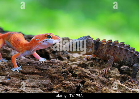 Il geco e un coccodrillo skink guardando ogni altro, Indonesia Foto Stock