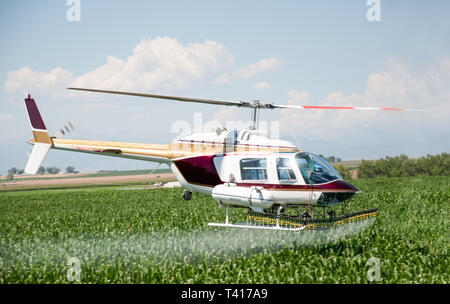 Elicottero come un raccolto duster in North Central Colorado la spruzzatura di un campo di mais. Foto Stock