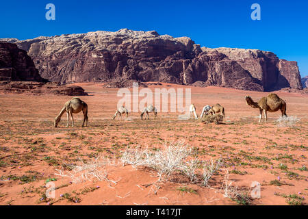 Pascolo di cammelli nel deserto, Wadi Rum, Giordania Foto Stock