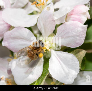 Bee nettare di raccolta in un fiore di Apple Foto Stock