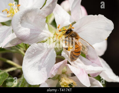 Bee nettare di raccolta e di impollinazione apple un fiore in primavera Foto Stock