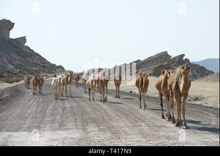Caravan di cammelli a camminare in una strada, Qeshm, Iran Foto Stock