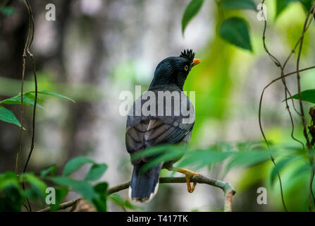 Jungle myna bird. catturati allo stato selvatico Acridotheres fuscus. Birdwatching Foto Stock