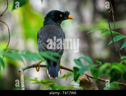 Jungle myna bird. catturati allo stato selvatico Acridotheres fuscus. Birdwatching Foto Stock