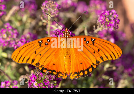 Vista dorsale di un Golfo Fritillary butterfly alimentazione su Deep Purple Alyssum fiori Foto Stock