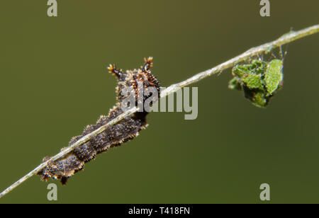 Tiny secondo instar del Vicerè di Caterpillar a farfalla su una foglia di salice vena, con sterco detriti appeso nella parte anteriore di esso Foto Stock