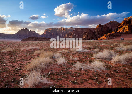 Fiori di Primavera in crescita nel deserto, Wadi Rum, Giordania Foto Stock