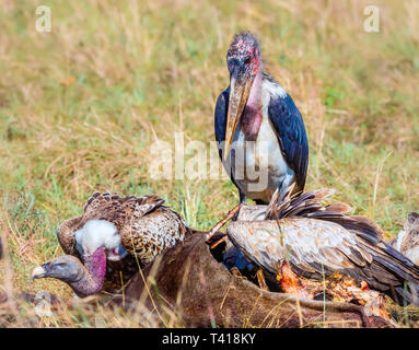 White-backed vulture e Ruppell il grifone alimentazione su un animale morto, Kenya Foto Stock