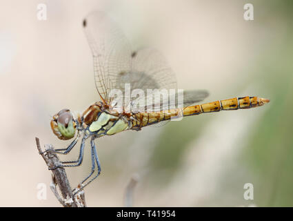 Common darter dragonfly, (Sympetrum striolatum), Maiorca, SPAGNA Foto Stock