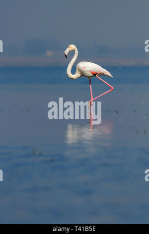 Fenicottero maggiore (Phoenicopterus roseus) in Bhigwan, Maharashtra, Pune, India Foto Stock