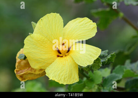 Close up di brackenridge rosemallow fiore (hibiscus brackenridgei) Foto Stock