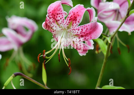 Gigli giapponese (lilium speciosum) in fiore Foto Stock