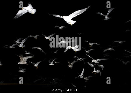 I gabbiani seguire peschereccio in mare irlandese. 4-uomo squadra lavora su 1 delle ultime navi per la pesca a strascico. Fleetwood, nel Lancashire. 24/10/06 Foto Stock