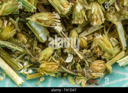 Yarrow erbe curative dettaglio Foto Stock