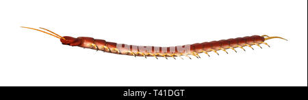 3D rendering di un worm centipede isolati su sfondo bianco Foto Stock