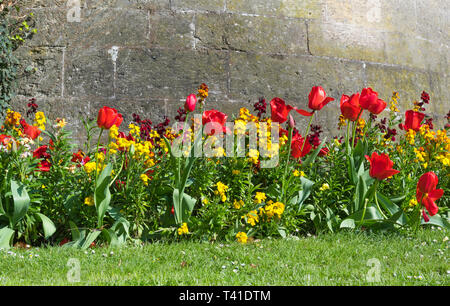 Tulipani rossi (Tulipa) e altri fiori gialli fioritura al di fuori di una parete in primavera nel West Sussex, Regno Unito. Foto Stock