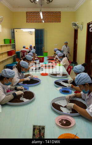 Kampot, Cambogia: selezione a mano di pepe Foto Stock