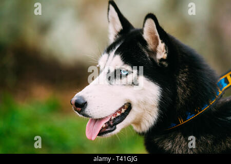 Chiudere fino all'aperto Ritratto di Black Siberian Husky cane Foto Stock