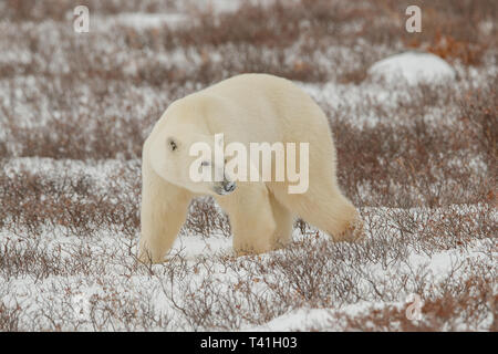 Un orso polare (Ursus maritimus) Foto Stock