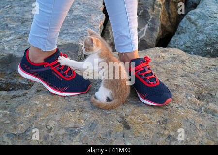 Istanbul, Turchia - Agosto 17, 2017: una colorata gattino sta giocando con il nuovo stile Lumberjack sneakers su rocce che sono stati indossati da giovane donna Foto Stock