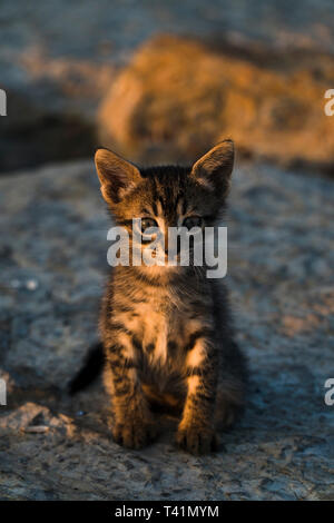 Carino Tabby gattino seduto e prendere il sole su una roccia Foto Stock