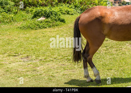 2019, gennaio. Florianópolis, Brasile. Il dorso di un cavallo marrone sull'erba, in Armacao Beach. Foto Stock
