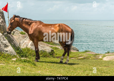 2019, gennaio. Florianópolis, Brasile. Bella marrone a cavallo nei pressi di alcune rocce con il mare sul retro, in Armacao Beach. Foto Stock
