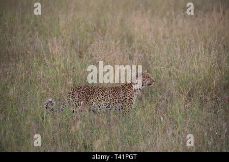 Leopard (Panthera pardus) stalking preda in erba Foto Stock