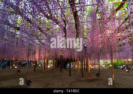 Bella piena fioritura di rosa viola Glicine alberi in fiore fiori trellis in primavera la giornata di sole a Ashikaga parco floreale, Prefettura di Tochigi, Giappone Foto Stock