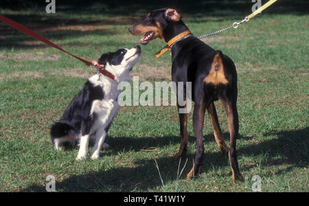 Il comportamento di addestramento del cane della scuola ha tenuto in Centennial Park, Sydney, Nuovo Galles del Sud, Australia. Foto Stock