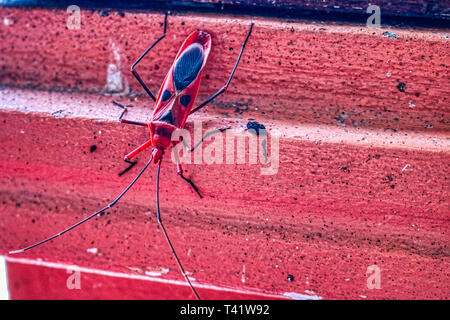 Questa unica foto mostra il coleottero rosso Kapok nigricornis Probergrothius. Questo insetto è commestibile ed è considerato una prelibatezza in Thailandia Foto Stock