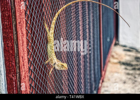 Questa unica foto mostra un piccolo rettile Thai appeso su un giardino con cancello curvo di coda lunga. La foto è stata scattata in Hua Hin Foto Stock