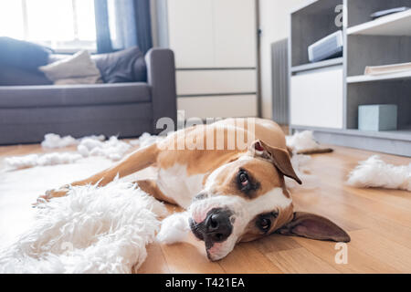 Il cane si trova tra i pezzi strappati di un cuscino in un salotto. Funny staffordshire terrier e distrutto casa, il personale non addestrato cane lasciato da solo a casa Foto Stock