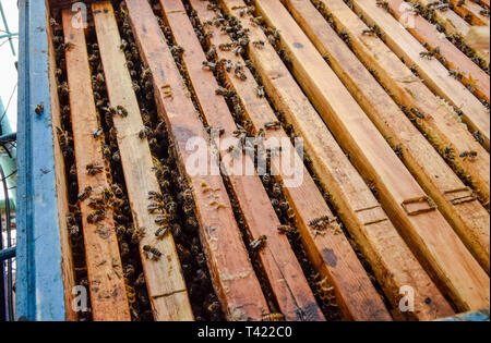 Open Bee hive. Doga con favo di miele nell'alveare. Le api strisciare lungo l'alveare. Il miele delle api Foto Stock