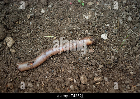 Vite senza fine in giardino - naturale bio cultura Foto Stock