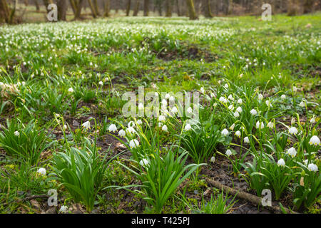 La molla snowdrop il simbolo del fiocco di neve fiori fiorisce in foresta, bianco bellezza stagionali. Foto Stock