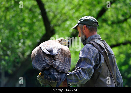 Wildvogel Falkenhof im Harz, inh.Mursa Falkner ,Sachsen Anhalt. Steppenadler (Aquila nipalensis).Der alte Foto Stock