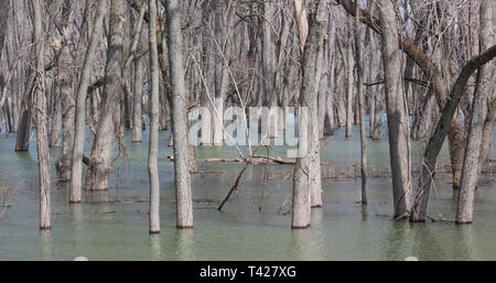 Dopo le piogge di primavera il fiume Mississippi overflow, essa banche in una foresta. Foto Stock
