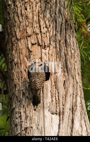 Northern flicker Colaptes auratus all'ingresso del nido in un albero di pino in Naples, Florida Foto Stock