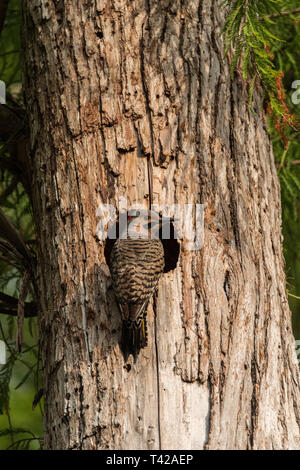 Northern flicker Colaptes auratus all'ingresso del nido in un albero di pino in Naples, Florida Foto Stock