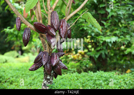 Baccelli di cacao Foto Stock