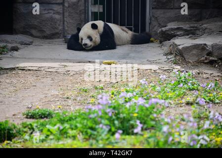 Pechino, Cina. Xiii Apr, 2019. Pechino, Cina-un adorabile panda gigante può essere visto a allo Zoo di Pechino a Pechino in Cina. Credito: SIPA Asia/ZUMA filo/Alamy Live News Foto Stock