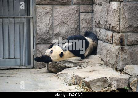 Pechino, Cina. Xiii Apr, 2019. Pechino, Cina-un adorabile panda gigante può essere visto a allo Zoo di Pechino a Pechino in Cina. Credito: SIPA Asia/ZUMA filo/Alamy Live News Foto Stock