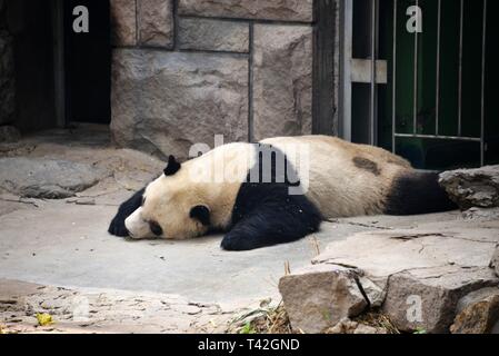 Pechino, Cina. Xiii Apr, 2019. Un adorabile panda gigante può essere visto a allo Zoo di Pechino a Pechino in Cina. Credito: SIPA Asia/ZUMA filo/Alamy Live News Foto Stock